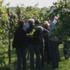 Tumbnail van een rondleiding door de wijngaard