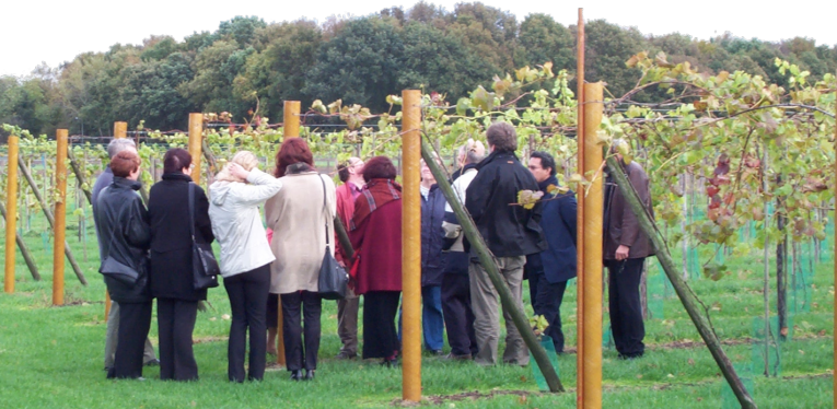 Foto van een rondleiding in de wijngaard