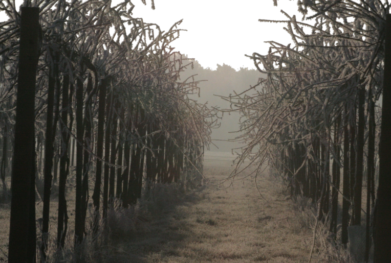 Foto van de wijngaard in de winter